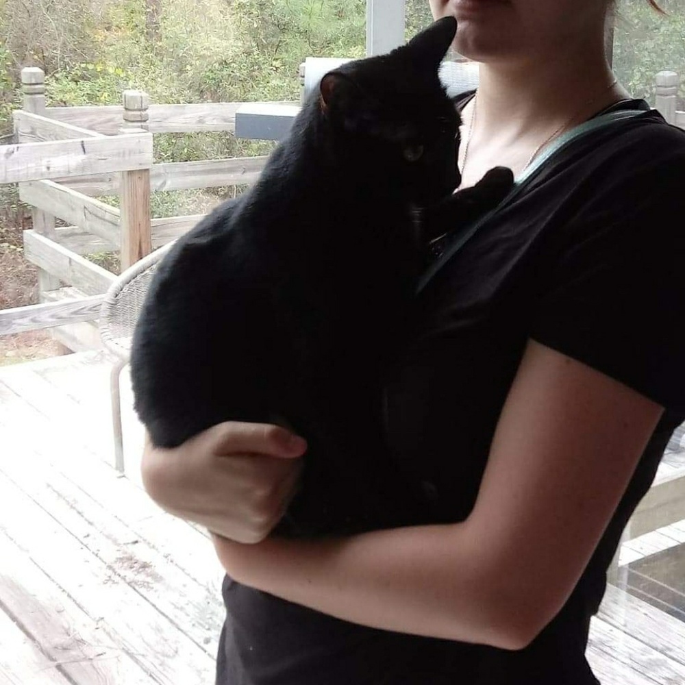 Kitten - Picture 2 of 2